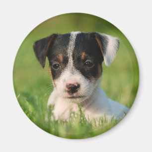 Imã Filhote de cachorro de Jack Russell Terrier