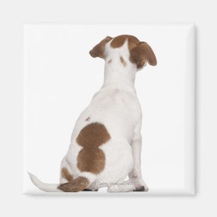 Imã Filhote de cachorro de Jack Russell Terrier (3