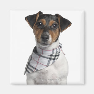 Imã Filhote de cachorro de Jack Russell Terrier (4