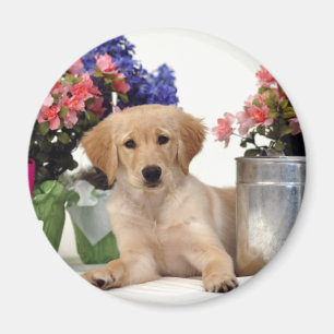 Imã Filhote de cachorro de jardinagem do golden