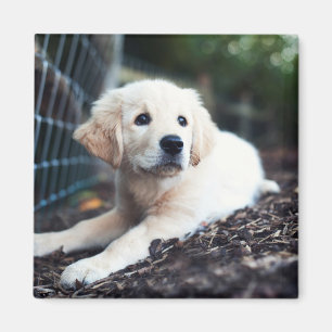 Imã Filhote de cachorro de Labrador que joga no jardim