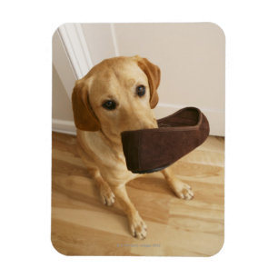 Ímã Filhote de cachorro de labrador retriever com o