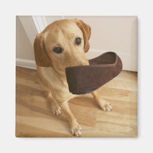 Imã Filhote de cachorro de labrador retriever com o