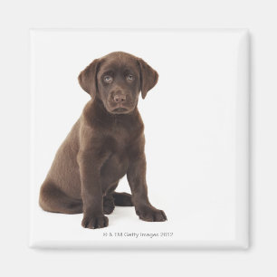 Imã Filhote de cachorro de labrador retriever do
