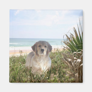 Imã Filhote de cachorro de Purfect do ímã do golden