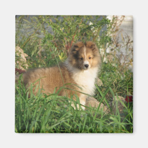 Imã Filhote de cachorro de Sheltie que está na grama 