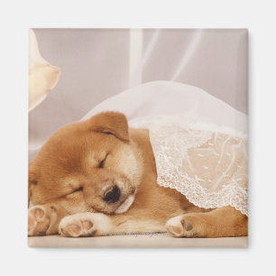 Imã Filhote de cachorro de Shiba Inu que dorme sob uma