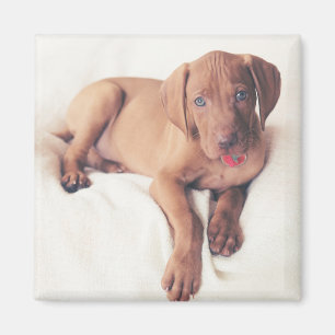Imã Filhote de cachorro de Vizsla do Hungarian