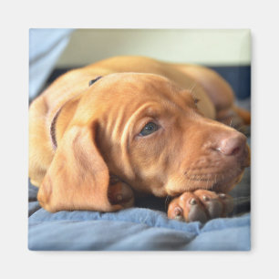 Imã Filhote de cachorro de Vizsla que descansa em sua