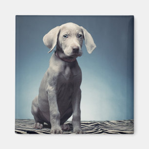 Imã Filhote de cachorro de Weimaraner