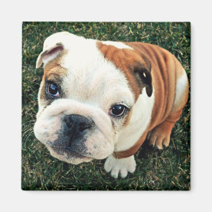 Imã Filhote de cachorro do buldogue