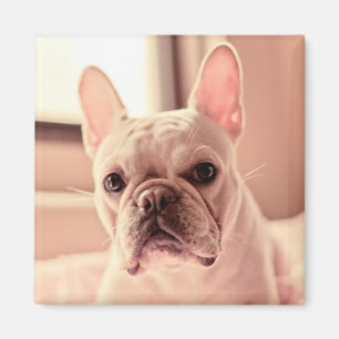 Imã Filhote de cachorro do buldogue francês