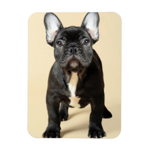 Ímã Filhote de cachorro do buldogue francês