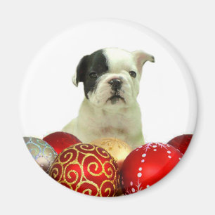 Imã Filhote de cachorro do buldogue francês do Natal