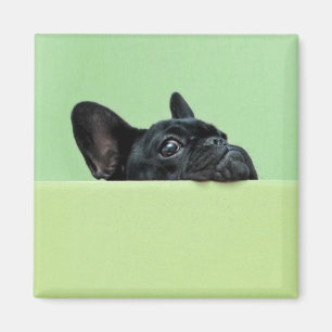Imã Filhote de cachorro do buldogue francês que