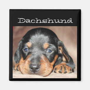 Imã Filhote de cachorro do Dachshund