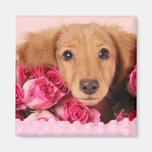 Imã Filhote de cachorro do Dachshund cercado por rosas