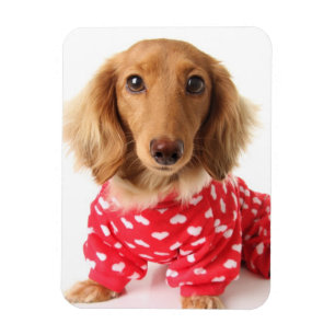 Ímã Filhote de cachorro do Dachshund que veste o