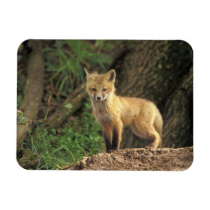 Ímã Filhote de cachorro do Fox vermelho na frente do