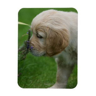 Ímã Filhote de cachorro do golden retriever