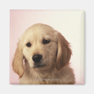 Imã Filhote de cachorro do golden retriever