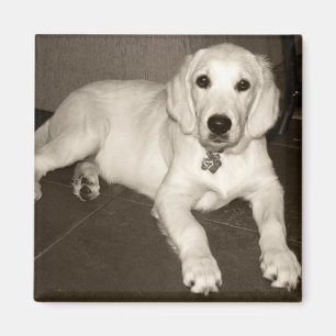 Imã Filhote de cachorro do golden retriever (creme