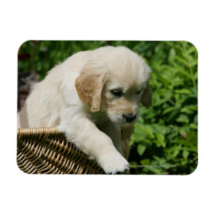 Ímã Filhote de cachorro do golden retriever na cesta