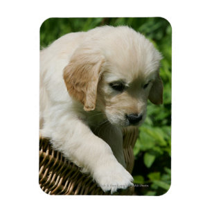 Ímã Filhote de cachorro do golden retriever na cesta