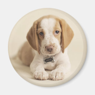 Imã Filhote de cachorro do lebreiro