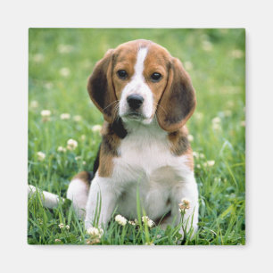 Imã Filhote de cachorro do lebreiro