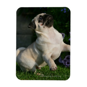 Ímã Filhote de cachorro do Pug da jovem corça