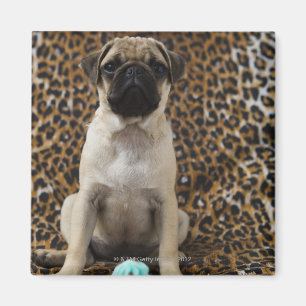 Imã Filhote de cachorro do Pug que senta-se contra o