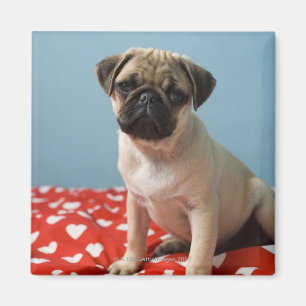 Imã Filhote de cachorro do Pug que senta-se na cama