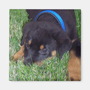 Imã filhote de cachorro do rottweiler