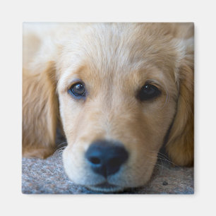 Imã Filhote de cachorro doce, doce