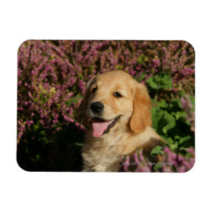 Ímã Filhote de cachorro dourado de Retreiver