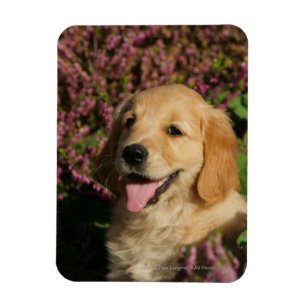 Ímã Filhote de cachorro dourado de Retreiver
