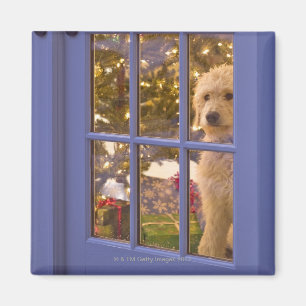 Imã Filhote de cachorro dourado do Doodle que olha