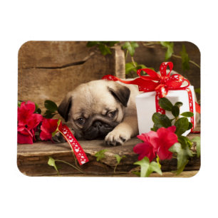 Ímã Filhote de cachorro e caixa de presente do Pug