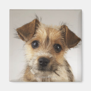 Imã Filhote de cachorro (familiaris do Canis)