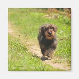 Imã Filhote de cachorro feliz Running do Dachshund