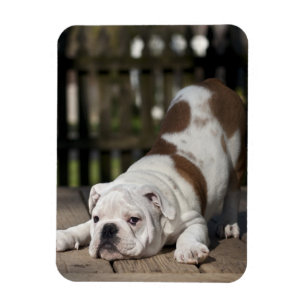 Ímã Filhote de cachorro inglês do buldogue