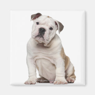 Imã Filhote de cachorro inglês do buldogue (2 meses