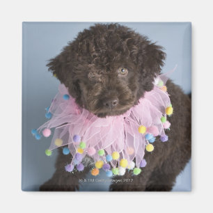 Imã Filhote de cachorro italiano do cão de água