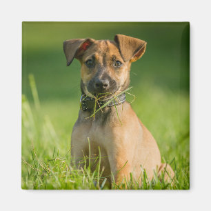 Imã Filhote de cachorro na grama