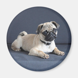 Imã Filhote de cachorro no sofá Lounging