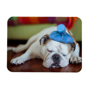 Ímã Filhote de cachorro novo doente das imagens   de