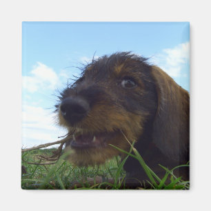 Imã Filhote de cachorro pernicioso do Dachshund
