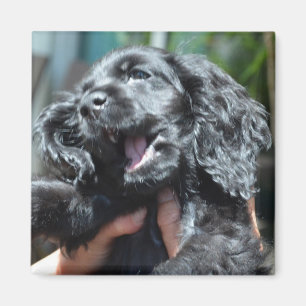 Imã Filhote de cachorro preto de cocker spaniel do