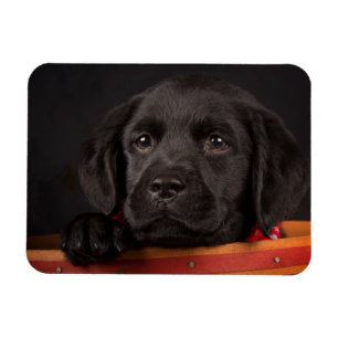 Ímã Filhote de cachorro preto de labrador retriever em